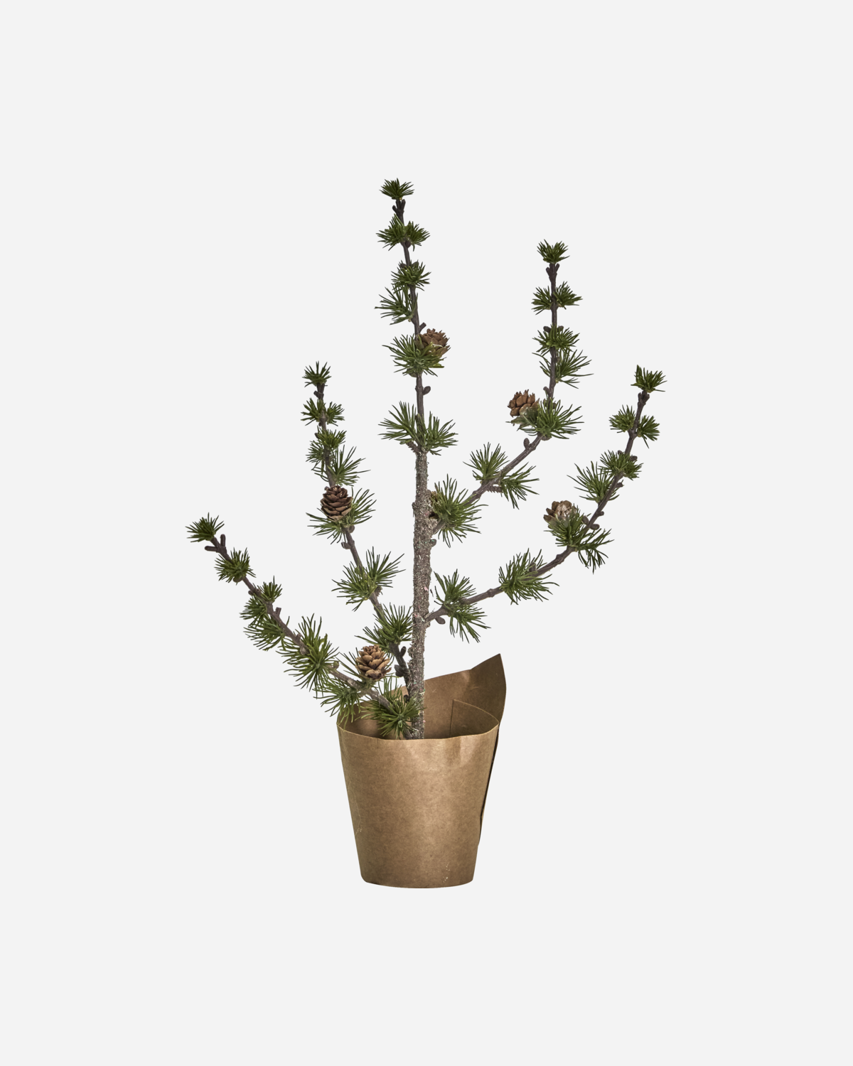 Zeder/ Weihnachtsbaum mit Papiertopf, HDStay - 40 cm