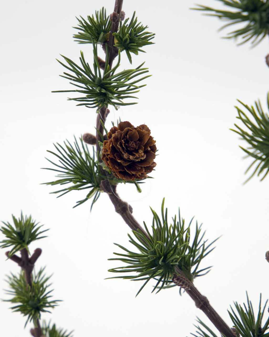Zeder/ Weihnachtsbaum mit Papiertopf, HDStay - 40 cm