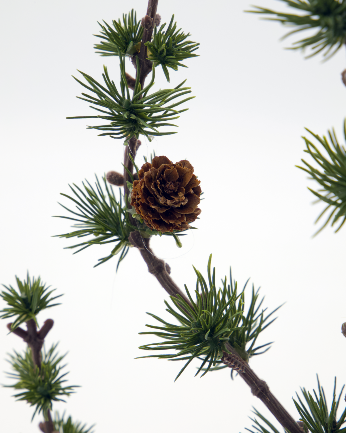 Zeder/ Weihnachtsbaum mit Papiertopf, HDStay - 40 cm