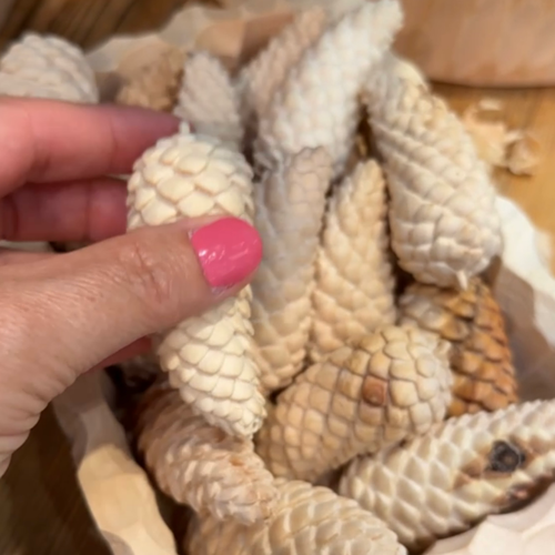 Zirbenholz Fichtenzapfen, natur - 7 cm