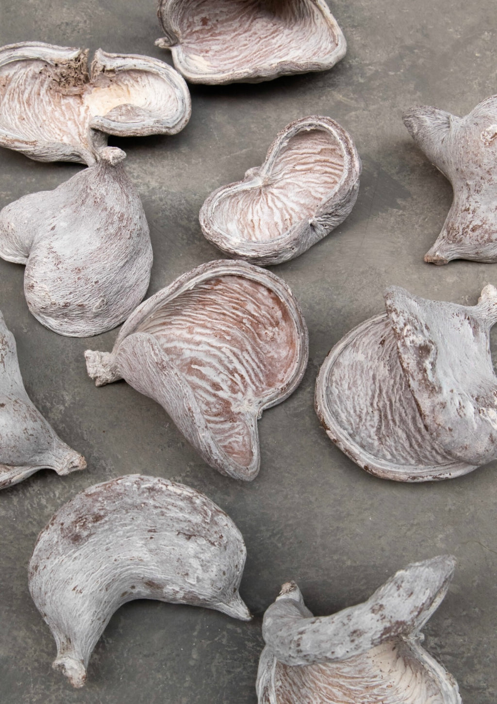 Wilde Mandelnuss – getrocknete Schalen im 3er-Set, White-Wash