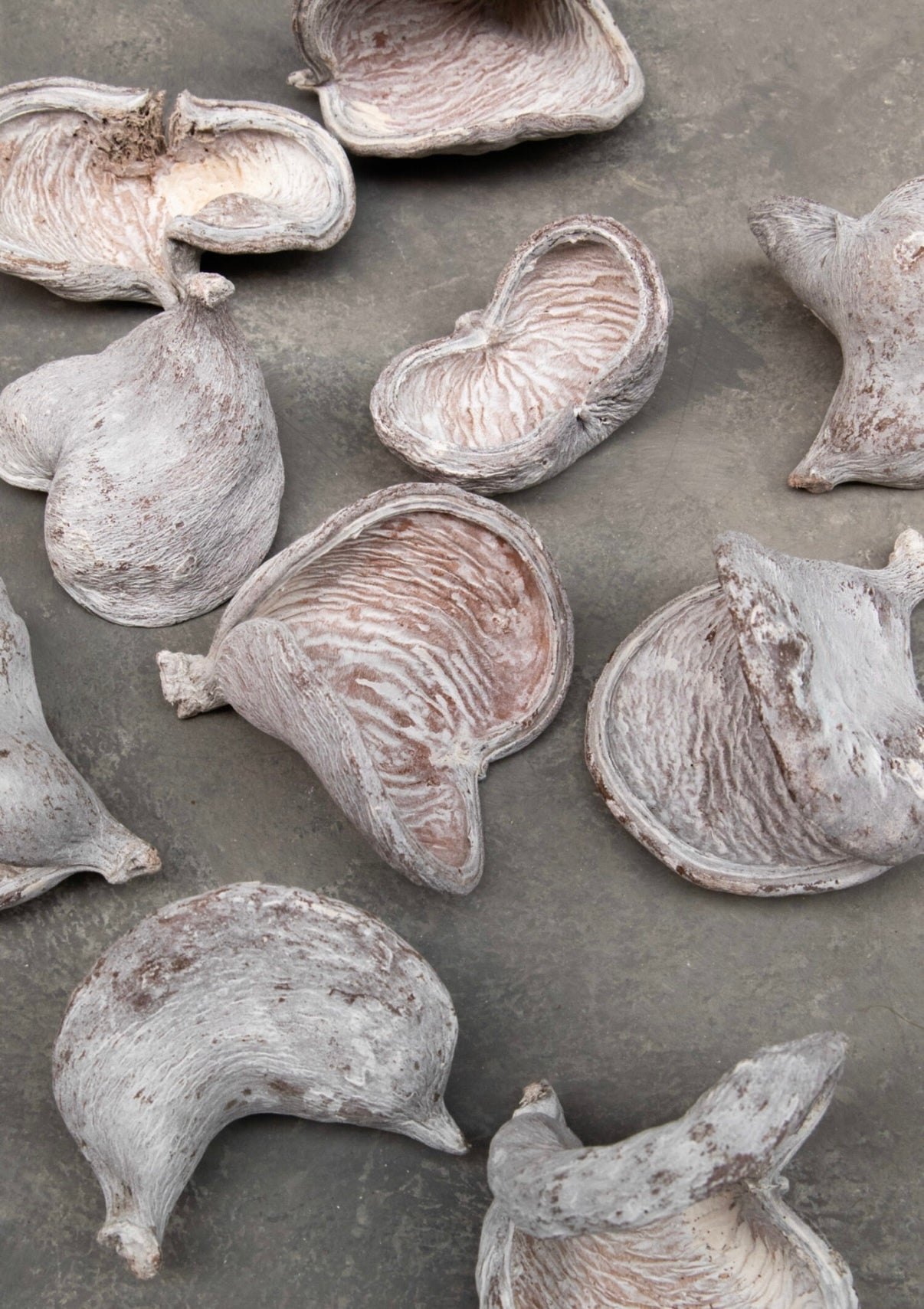 Wilde Mandelnuss – getrocknete Schalen im 3er-Set, White-Wash