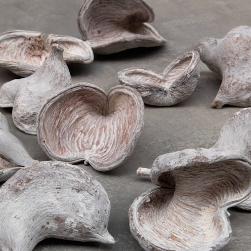 Wilde Mandelnuss – getrocknete Schalen im 3er-Set, White-Wash