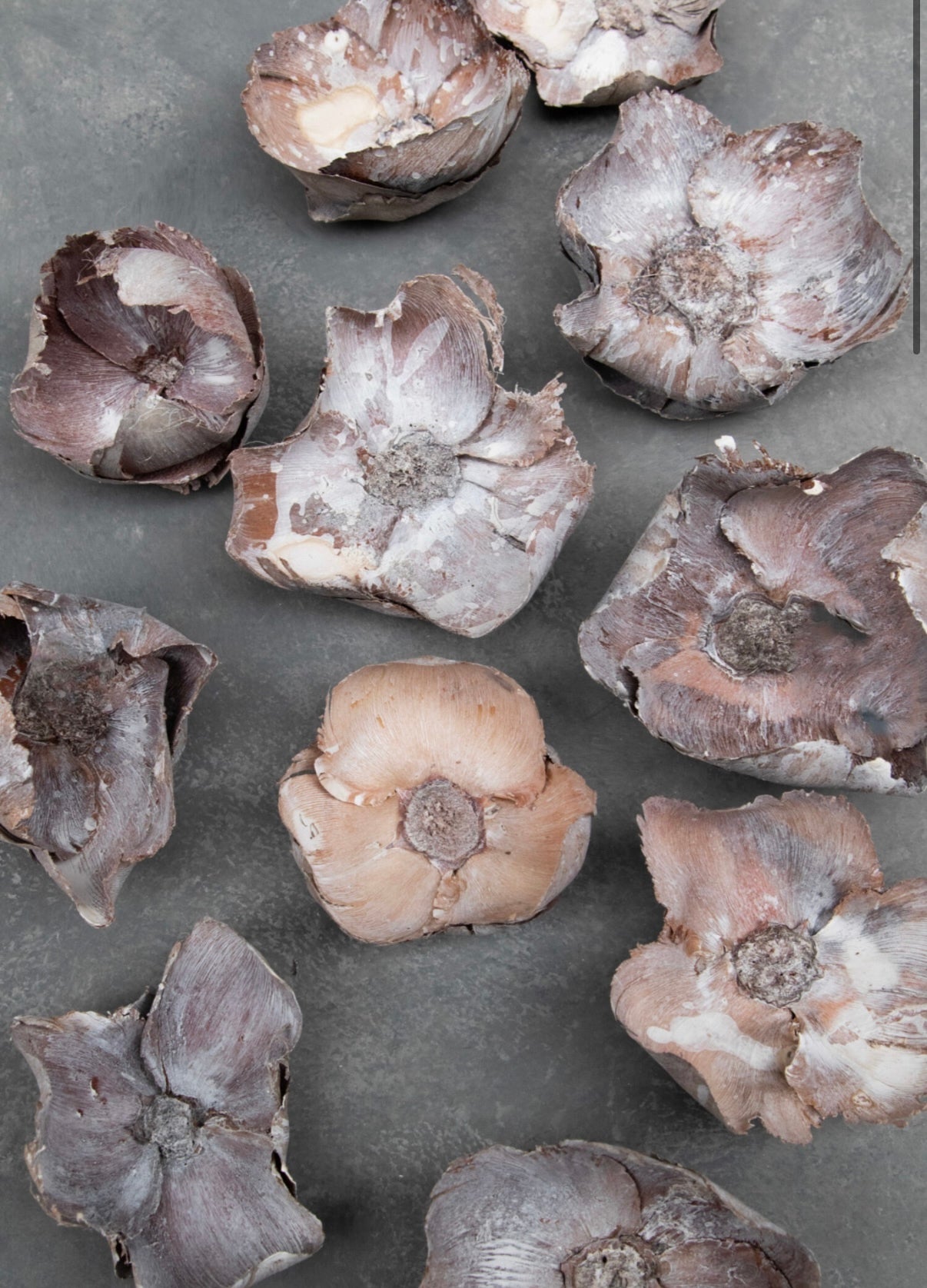 Kokosnussblüten – getrocknete Blütenkelche im 3er-Set, White-Wash