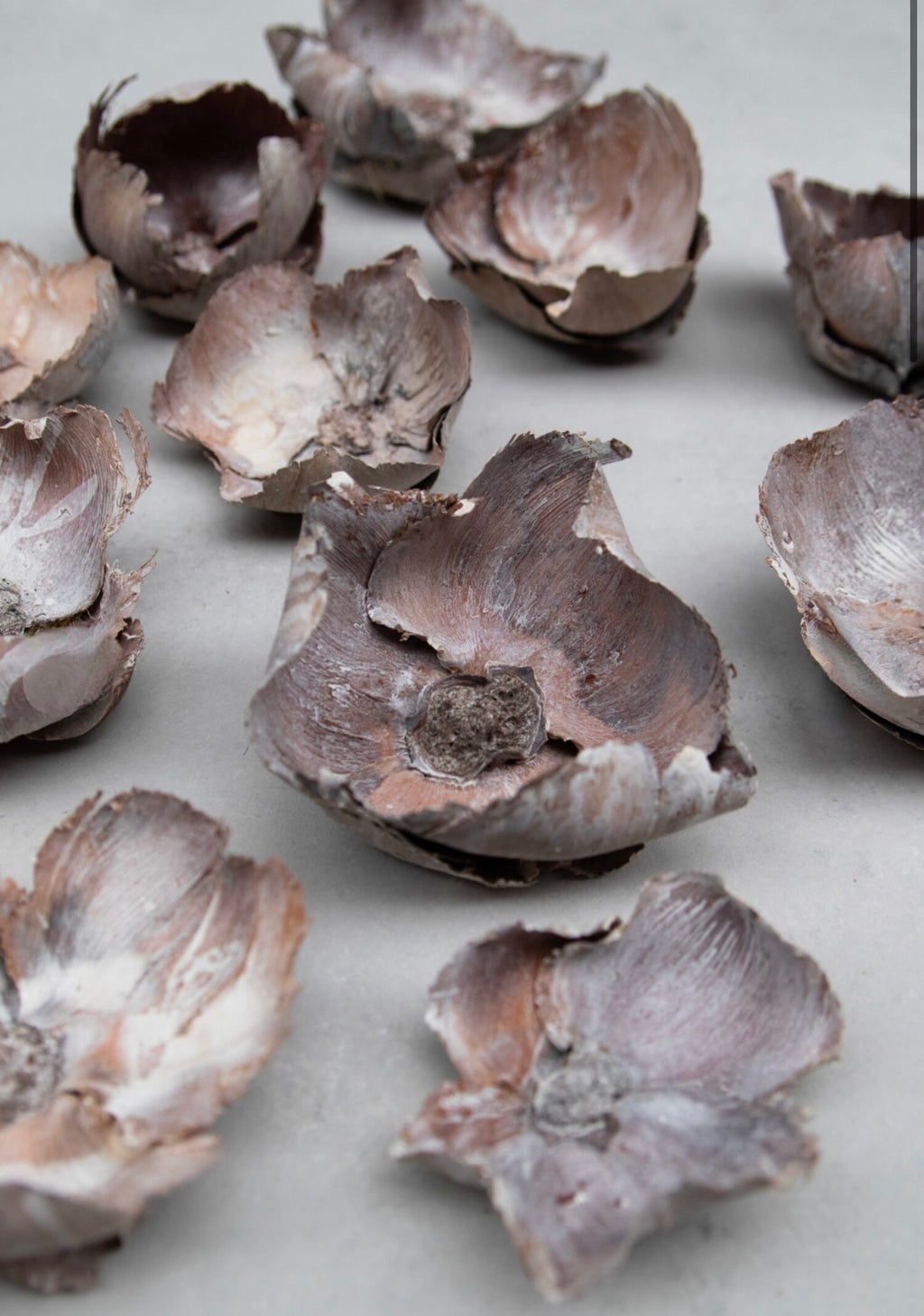 Kokosnussblüten – getrocknete Blütenkelche im 3er-Set, White-Wash