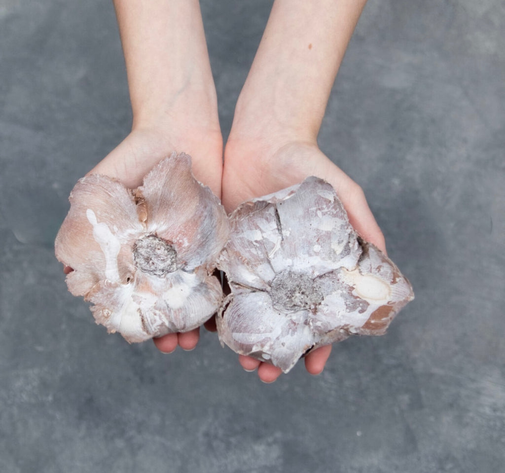 Kokosnussblüten – getrocknete Blütenkelche im 3er-Set, White-Wash