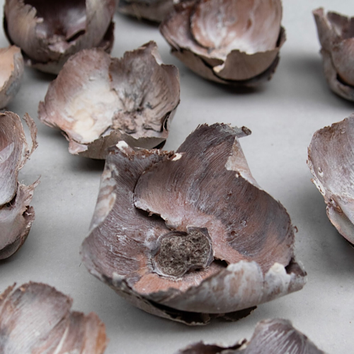 Kokosnussblüten – getrocknete Blütenkelche im 3er-Set, White-Wash