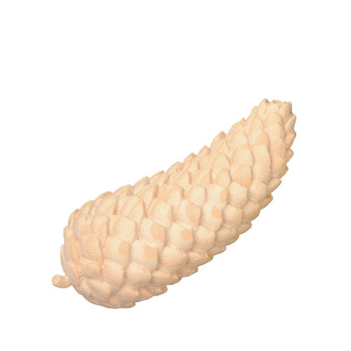 Zirbenholz Fichtenzapfen, natur - 7 cm