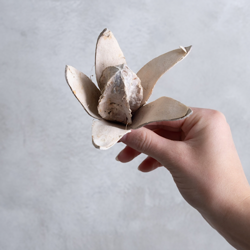 Wild Lily Flowers – getrocknete Lilienkapseln im 3er-Set, Sandstone