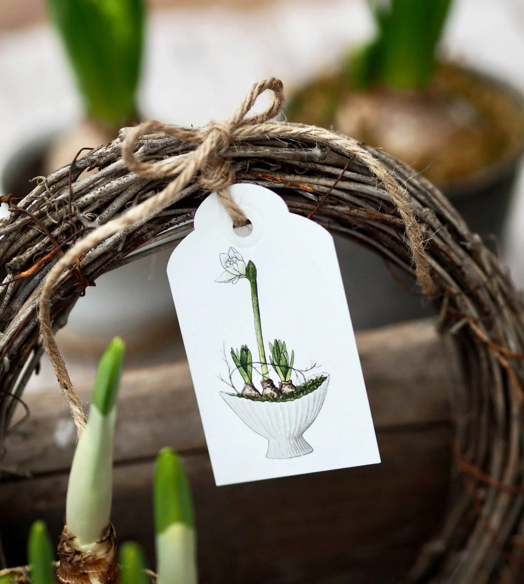 Geschenkanhänger "AMARYLLIS"