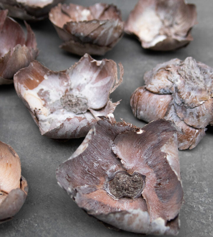 Kokosnussblüten – getrocknete Blütenkelche im 3er-Set, White-Wash