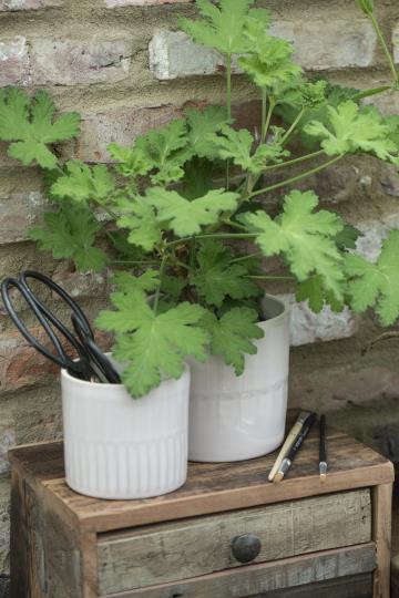 Topf Nordsee - Ø: 11 cm